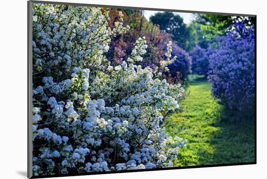 Lilac and Spirea Bloom in a Garden, New Jersey-George Oze-Mounted Photographic Print