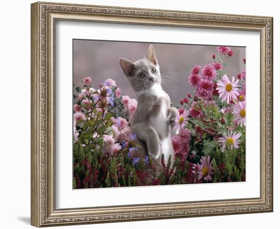 Lilac-And-White Burmese-Cross Kitten Standing on Rear Legs Among Pink Chrysanthemums and Heather-Jane Burton-Framed Photographic Print