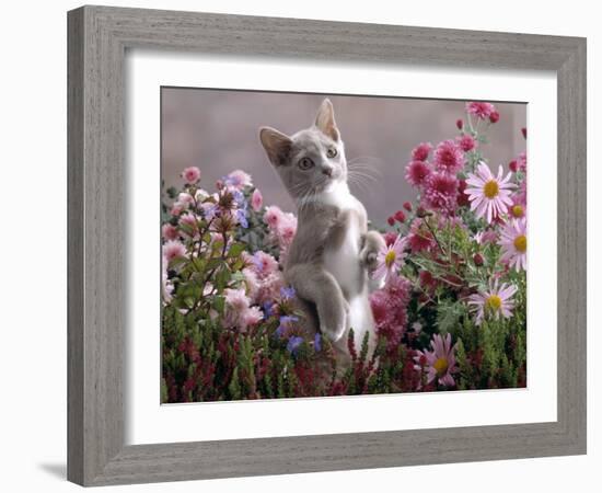 Lilac-And-White Burmese-Cross Kitten Standing on Rear Legs Among Pink Chrysanthemums and Heather-Jane Burton-Framed Photographic Print