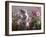 Lilac-And-White Burmese-Cross Kitten Standing on Rear Legs Among Pink Chrysanthemums and Heather-Jane Burton-Framed Photographic Print