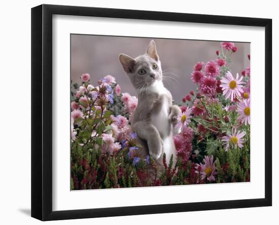 Lilac-And-White Burmese-Cross Kitten Standing on Rear Legs Among Pink Chrysanthemums and Heather-Jane Burton-Framed Photographic Print