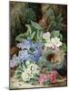 Lilac Blossom and a Bird's Nest-Oliver Clare-Mounted Giclee Print
