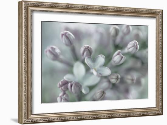 Lilac Blossom I-Kathy Mahan-Framed Photographic Print