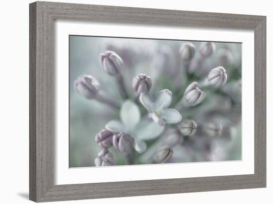 Lilac Blossom I-Kathy Mahan-Framed Photographic Print