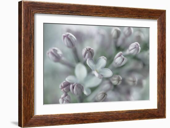 Lilac Blossom I-Kathy Mahan-Framed Photographic Print