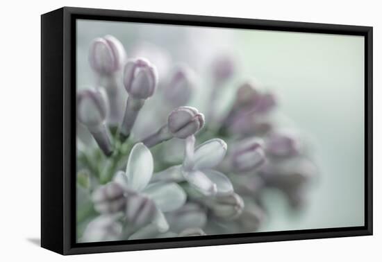Lilac Blossom II-Kathy Mahan-Framed Premier Image Canvas