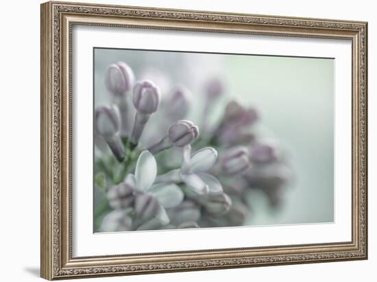 Lilac Blossom II-Kathy Mahan-Framed Photographic Print