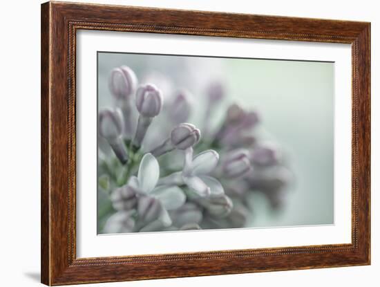 Lilac Blossom II-Kathy Mahan-Framed Photographic Print