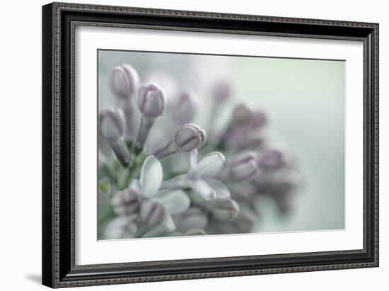 Lilac Blossom II-Kathy Mahan-Framed Photographic Print