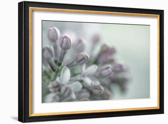 Lilac Blossom II-Kathy Mahan-Framed Photographic Print