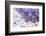 Lilac, Blossoms, Purple, Violet, Spring-Andrea Haase-Framed Photographic Print