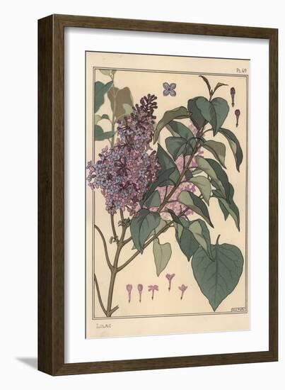 Lilac Botanical Study.-Eugene Grasset-Framed Giclee Print