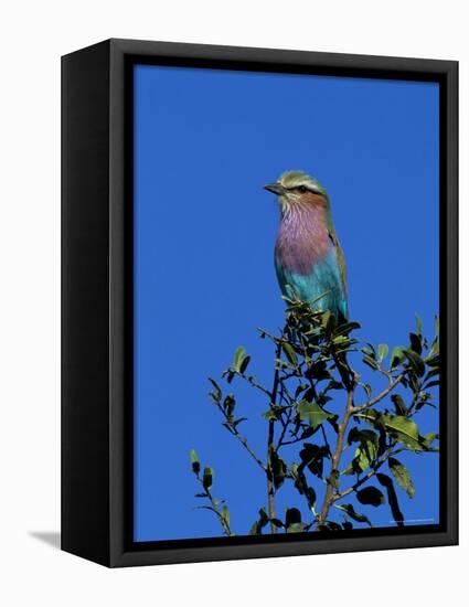 Lilac-Breasted Roller (Coracias Caudata), Kruger National Park, South Africa, Africa-Steve & Ann Toon-Framed Premier Image Canvas