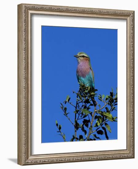 Lilac-Breasted Roller (Coracias Caudata), Kruger National Park, South Africa, Africa-Steve & Ann Toon-Framed Photographic Print