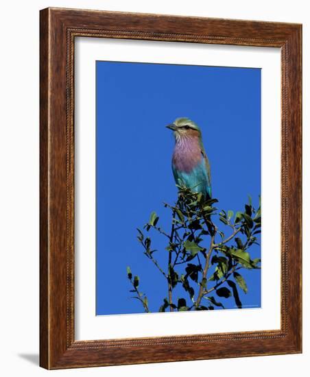 Lilac-Breasted Roller (Coracias Caudata), Kruger National Park, South Africa, Africa-Steve & Ann Toon-Framed Photographic Print