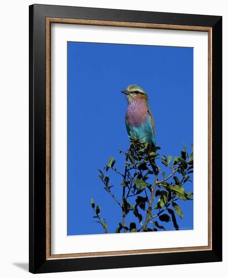 Lilac-Breasted Roller (Coracias Caudata), Kruger National Park, South Africa, Africa-Steve & Ann Toon-Framed Photographic Print