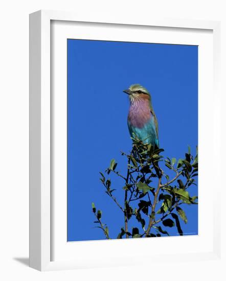 Lilac-Breasted Roller (Coracias Caudata), Kruger National Park, South Africa, Africa-Steve & Ann Toon-Framed Photographic Print