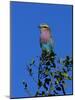 Lilac-Breasted Roller (Coracias Caudata), Kruger National Park, South Africa, Africa-Steve & Ann Toon-Mounted Photographic Print