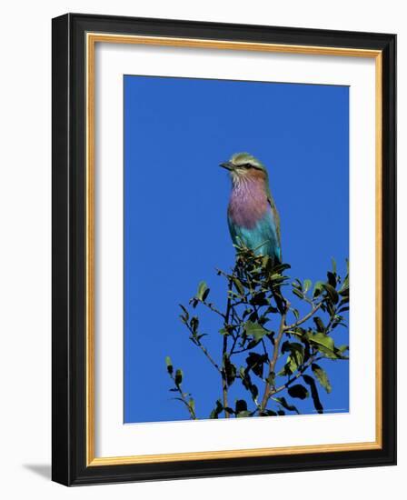 Lilac-Breasted Roller (Coracias Caudata), Kruger National Park, South Africa, Africa-Steve & Ann Toon-Framed Photographic Print