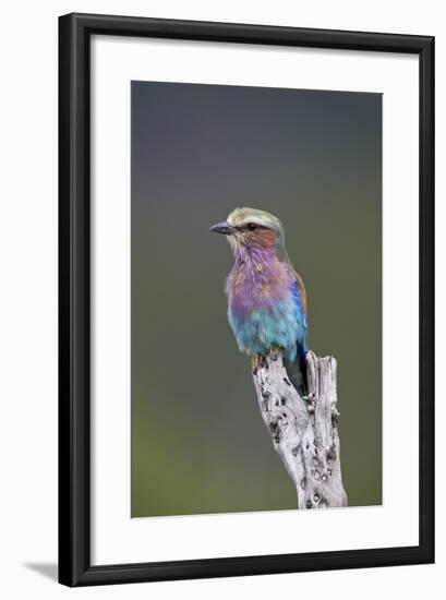 Lilac-Breasted Roller (Coracias Caudata), Kruger National Park, South Africa, Africa-James Hager-Framed Photographic Print