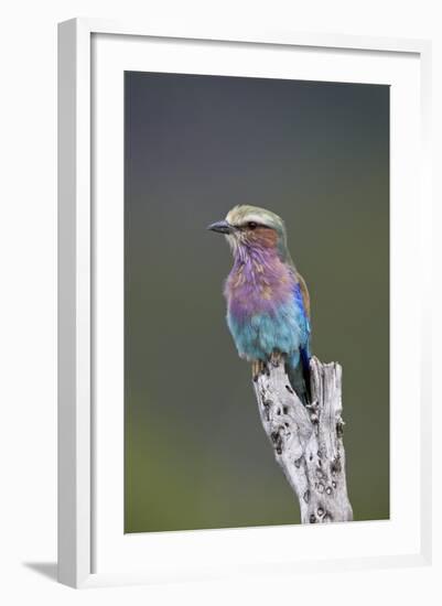 Lilac-Breasted Roller (Coracias Caudata), Kruger National Park, South Africa, Africa-James Hager-Framed Photographic Print