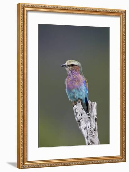 Lilac-Breasted Roller (Coracias Caudata), Kruger National Park, South Africa, Africa-James Hager-Framed Photographic Print