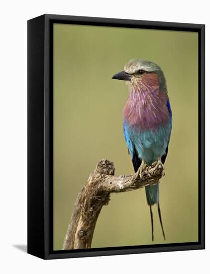 Lilac-Breasted Roller (Coracias Caudata), Serengeti National Park, Tanzania, East Africa, Africa-James Hager-Framed Premier Image Canvas