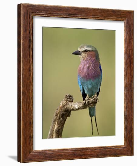 Lilac-Breasted Roller (Coracias Caudata), Serengeti National Park, Tanzania, East Africa, Africa-James Hager-Framed Photographic Print