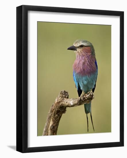 Lilac-Breasted Roller (Coracias Caudata), Serengeti National Park, Tanzania, East Africa, Africa-James Hager-Framed Photographic Print