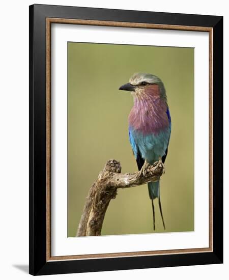 Lilac-Breasted Roller (Coracias Caudata), Serengeti National Park, Tanzania, East Africa, Africa-James Hager-Framed Photographic Print