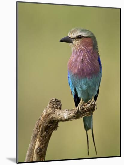 Lilac-Breasted Roller (Coracias Caudata), Serengeti National Park, Tanzania, East Africa, Africa-James Hager-Mounted Photographic Print