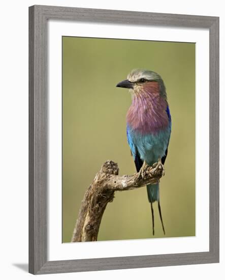 Lilac-Breasted Roller (Coracias Caudata), Serengeti National Park, Tanzania, East Africa, Africa-James Hager-Framed Photographic Print