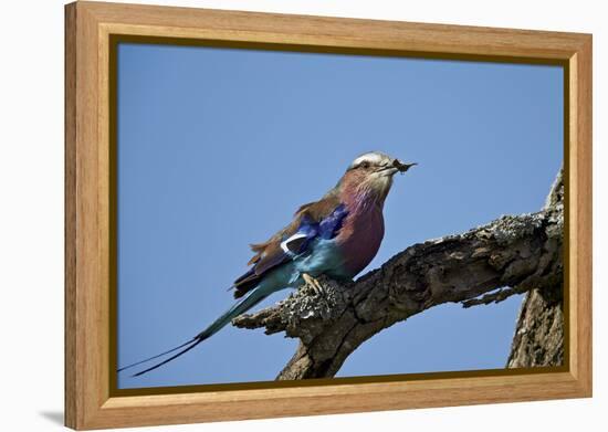 Lilac-Breasted Roller (Coracias Caudata) with an Insect-James Hager-Framed Premier Image Canvas