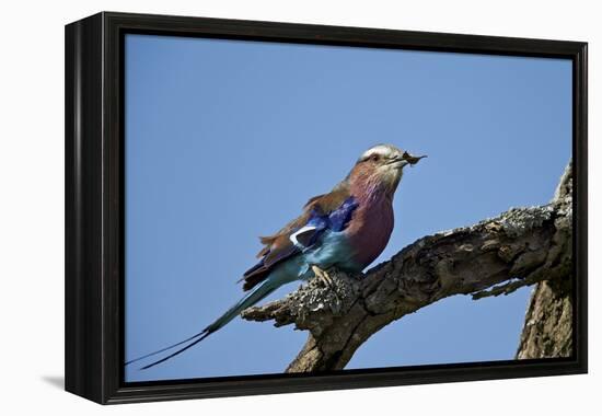 Lilac-Breasted Roller (Coracias Caudata) with an Insect-James Hager-Framed Premier Image Canvas