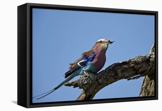 Lilac-Breasted Roller (Coracias Caudata) with an Insect-James Hager-Framed Premier Image Canvas