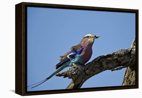 Lilac-Breasted Roller (Coracias Caudata) with an Insect-James Hager-Framed Premier Image Canvas