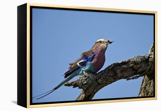Lilac-Breasted Roller (Coracias Caudata) with an Insect-James Hager-Framed Premier Image Canvas