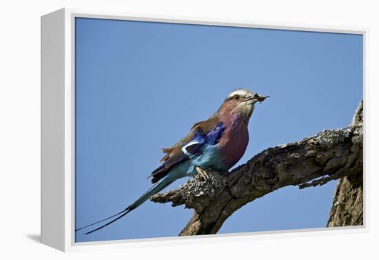 Lilac-Breasted Roller (Coracias Caudata) with an Insect-James Hager-Framed Premier Image Canvas