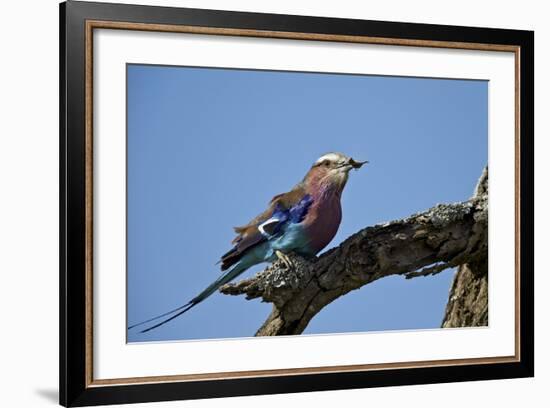 Lilac-Breasted Roller (Coracias Caudata) with an Insect-James Hager-Framed Photographic Print