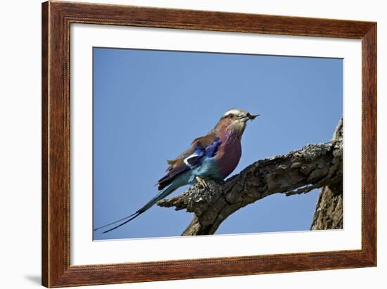 Lilac-Breasted Roller (Coracias Caudata) with an Insect-James Hager-Framed Photographic Print