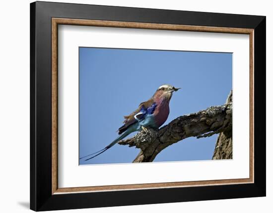 Lilac-Breasted Roller (Coracias Caudata) with an Insect-James Hager-Framed Photographic Print