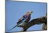 Lilac-Breasted Roller (Coracias Caudata) with an Insect-James Hager-Mounted Photographic Print
