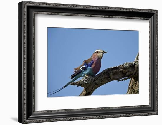 Lilac-Breasted Roller (Coracias Caudata) with an Insect-James Hager-Framed Photographic Print