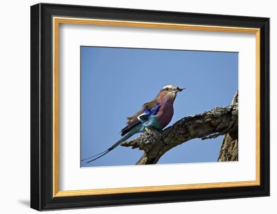 Lilac-Breasted Roller (Coracias Caudata) with an Insect-James Hager-Framed Photographic Print