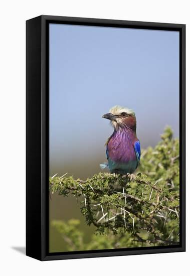 Lilac-Breasted Roller (Coracias Caudata)-James Hager-Framed Premier Image Canvas