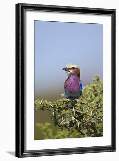 Lilac-Breasted Roller (Coracias Caudata)-James Hager-Framed Photographic Print