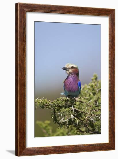 Lilac-Breasted Roller (Coracias Caudata)-James Hager-Framed Photographic Print