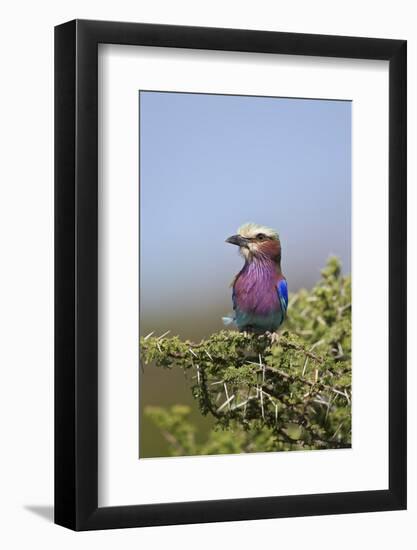 Lilac-Breasted Roller (Coracias Caudata)-James Hager-Framed Photographic Print