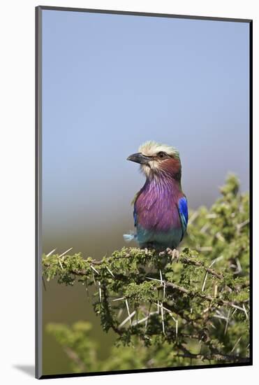 Lilac-Breasted Roller (Coracias Caudata)-James Hager-Mounted Photographic Print