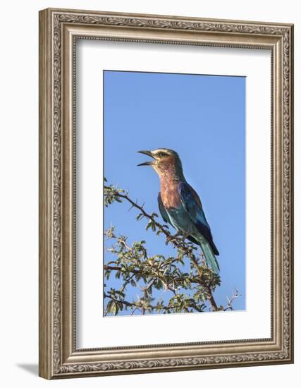 Lilac-Breasted Roller (Coracias Caudatus), Kgalagadi Transfrontier Park, Northern Cape, Africa-Ann & Steve Toon-Framed Photographic Print